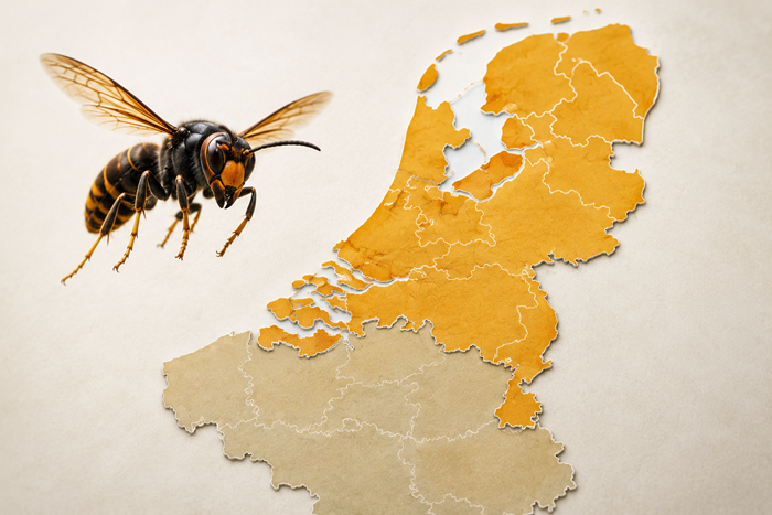 Hoornaar in Nederland en België